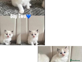 Ragdoll cats Last Two Beautiful Pure Breed Ragdoll Kittens🤍 - Advert 5