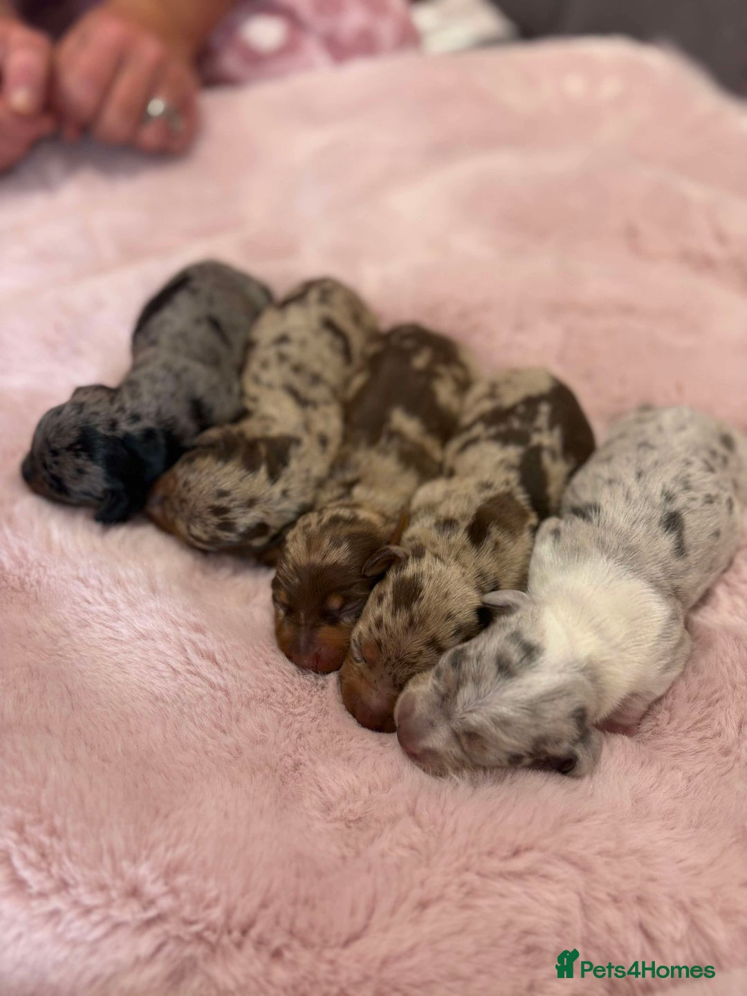 Miniature Dachshund dogs for sale: Only 4 left! Adorable Mini Dachshund Puppies 🐾🐶 - Image 35