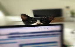Domestic Shorthair cats for sale: Two adorable brothers looking for a loving home - Image 4