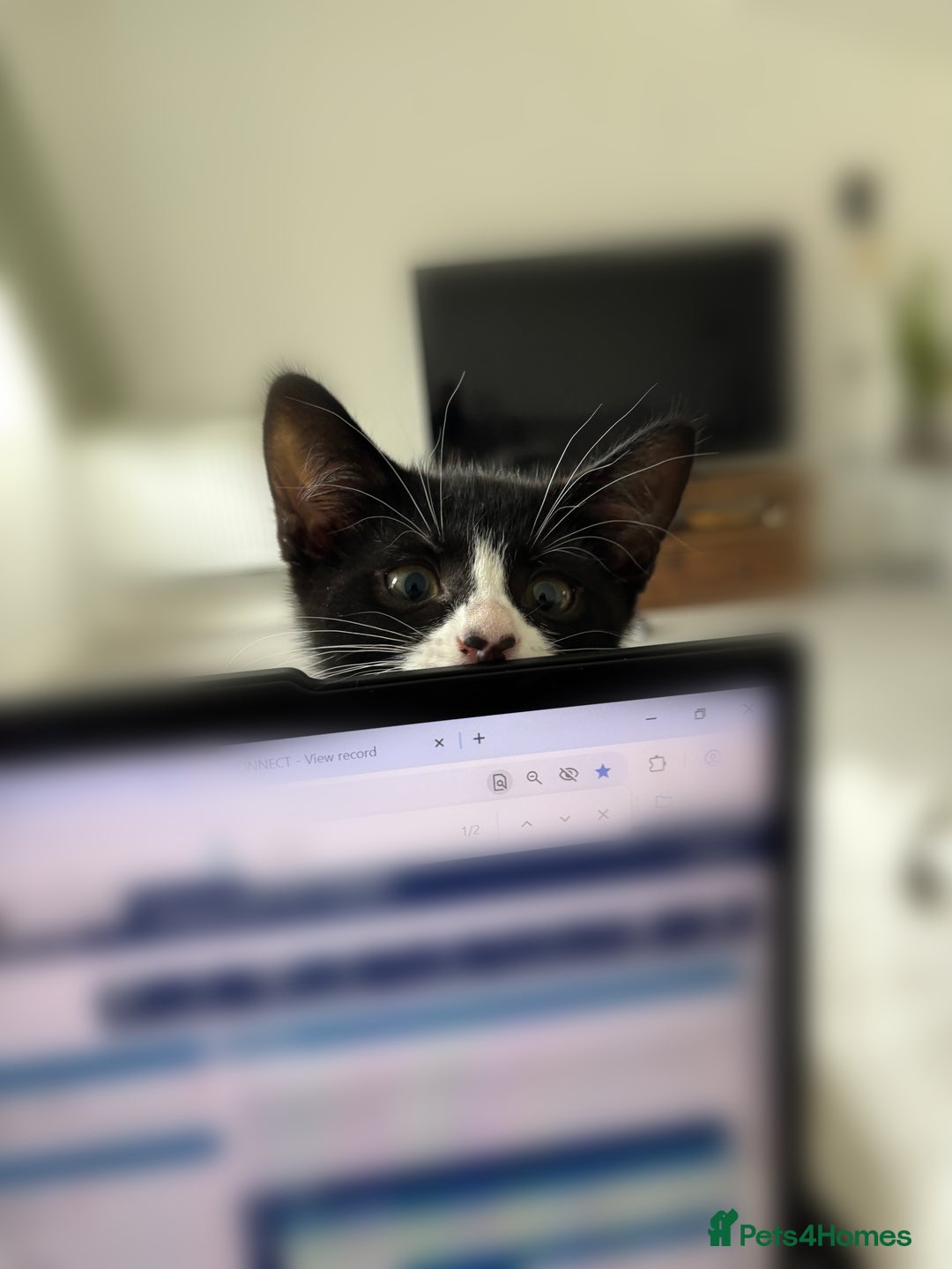 Domestic Shorthair cats for sale: Two adorable brothers looking for a loving home - Image 4