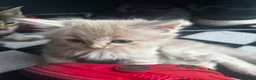 Mixed Breed cats for sale: 7 beautiful kittens available  - Advert 4
