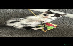 British Longhair cats for sale: Daisy is a 3 month old kitten - Advert 2