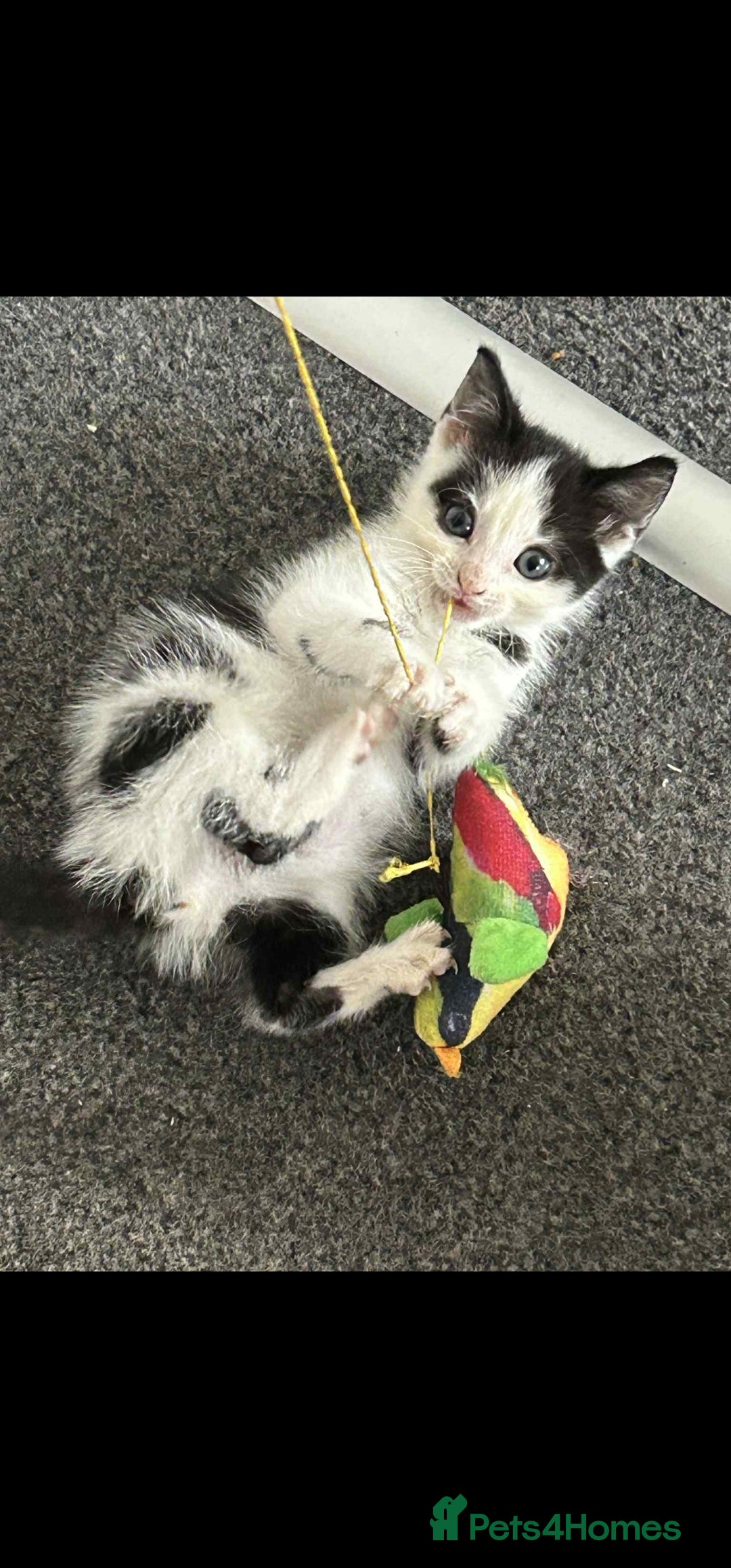 British Longhair cats for sale: Daisy is a 3 month old kitten - Advert 2