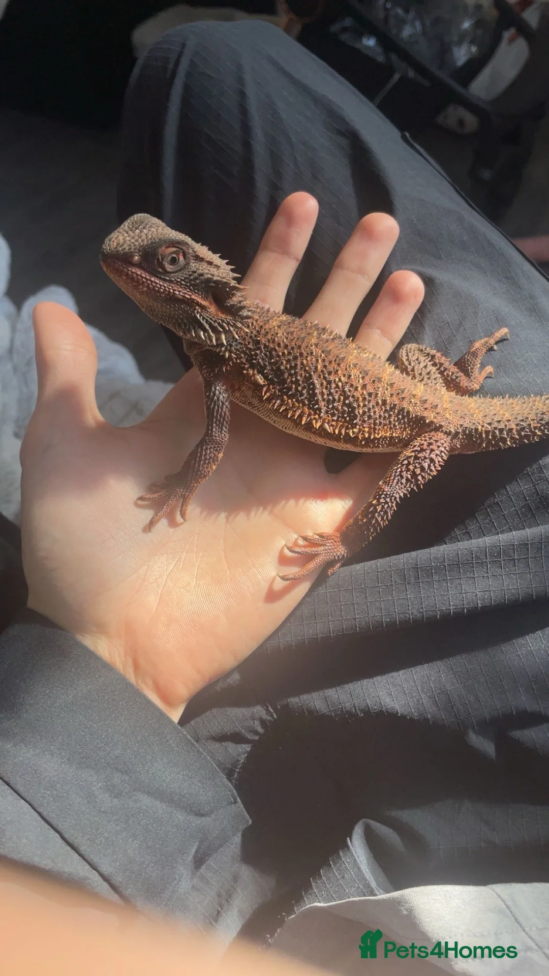 Bearded Dragon reptiles for sale: Red monster bearded dragon & full enclosure  in Manchester - Advert 1