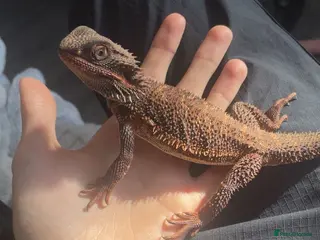 Bearded Dragon reptiles Red monster bearded dragon & full enclosure - Advert 1