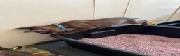Burmese cats for sale: Burmese Kittens For Sale - Advert 15