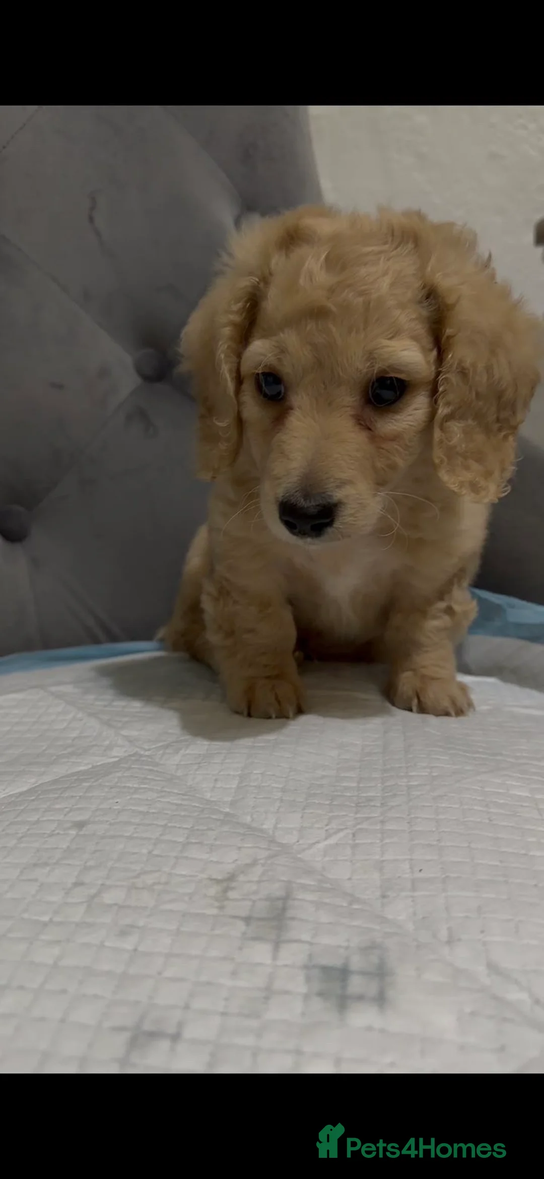 Dachshund dogs for sale: Miniature dachshund puppy cream long haired - Advert 2
