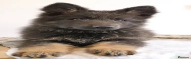 German Shepherd 7