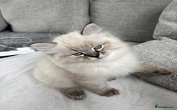 Siberian cats for sale: Siberian girl kitten  - Image 5