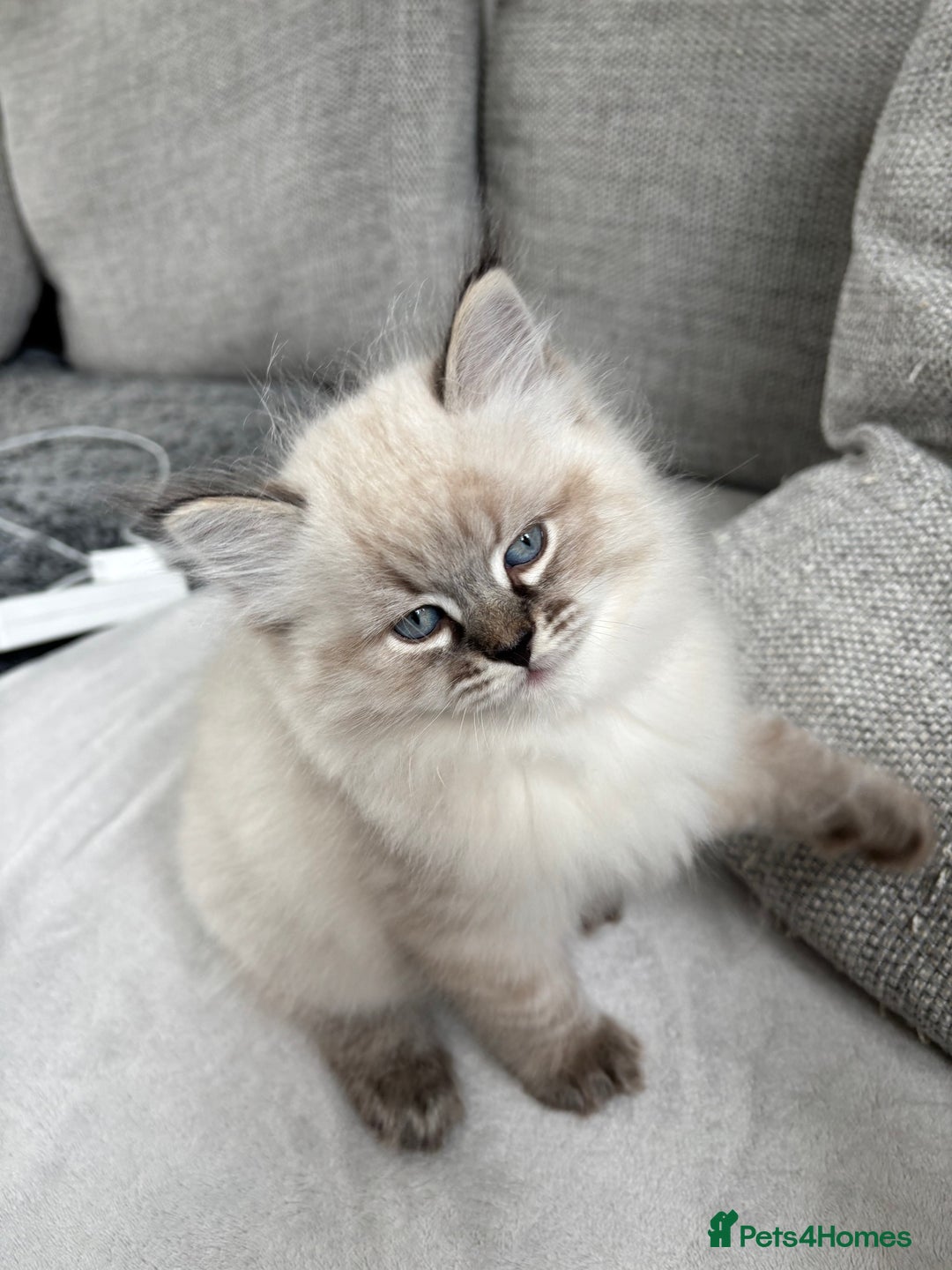 Siberian cats for sale: Siberian girl kitten  - Image 5