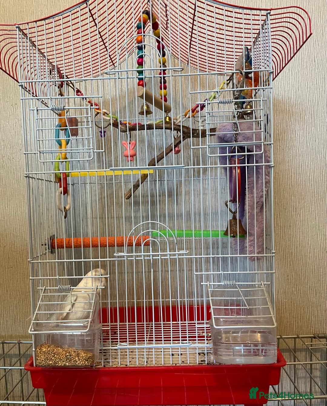 Budgerigars birds for sale: Young Female Budgie & Cage - Image 7