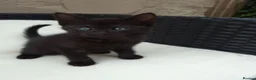 Mixed Breed cats for sale: Lovely kittens  - Advert 4