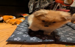 Pomeranian dogs for sale: 2 LEFT!! Purebred Cute fluffy Pomeranian Puppies! - Image 22