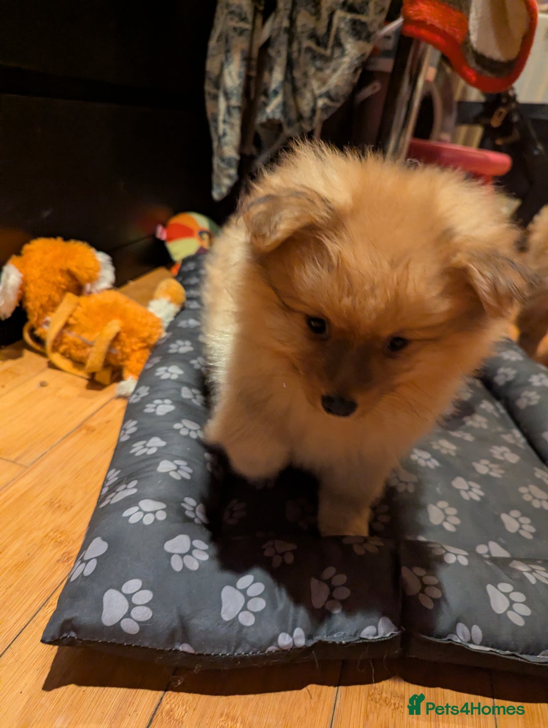 Pomeranian dogs for sale: 2 LEFT!! Purebred Cute fluffy Pomeranian Puppies! - Image 22