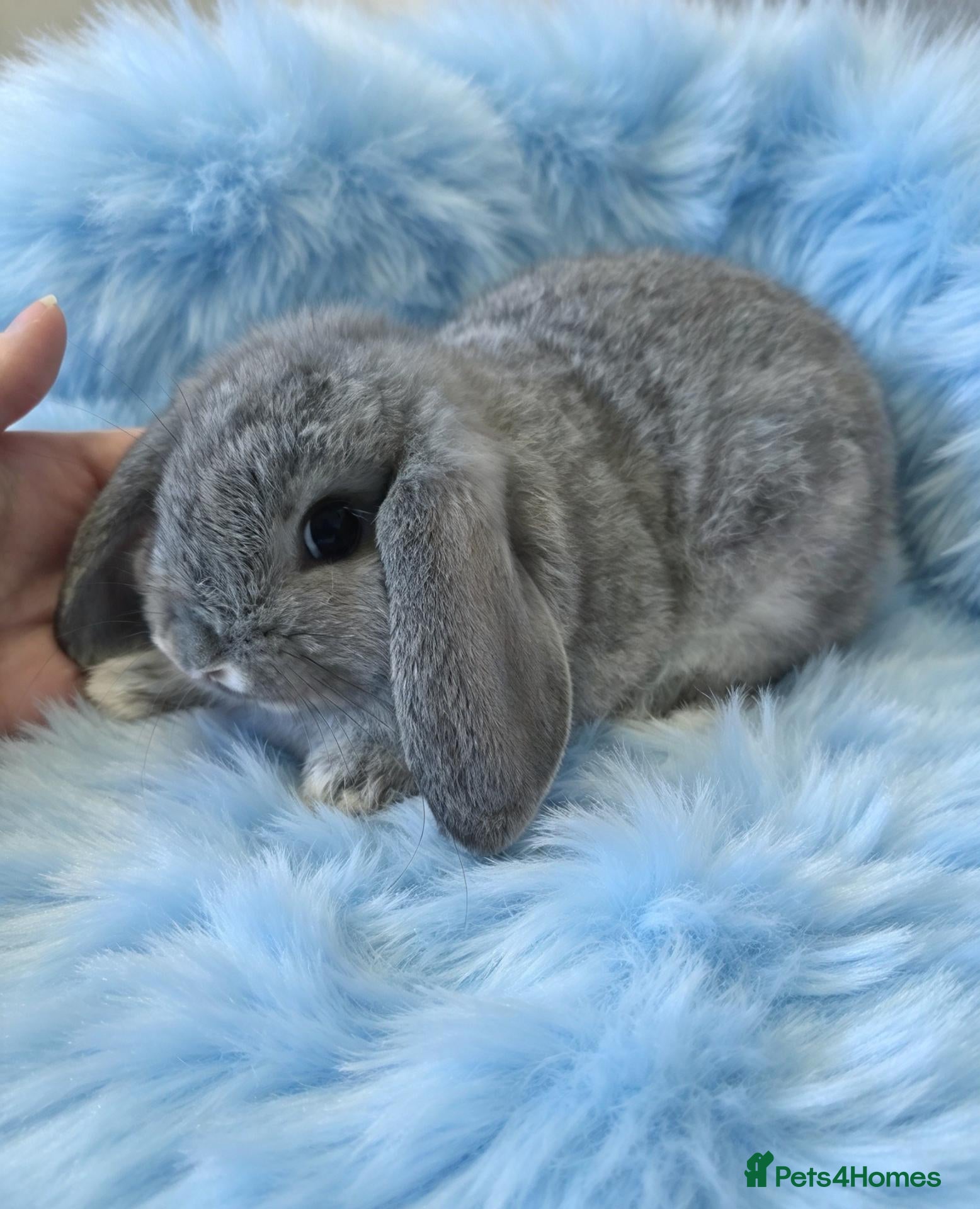 Mini Lop rabbits Mini lop baby plush carrier - Advert 1