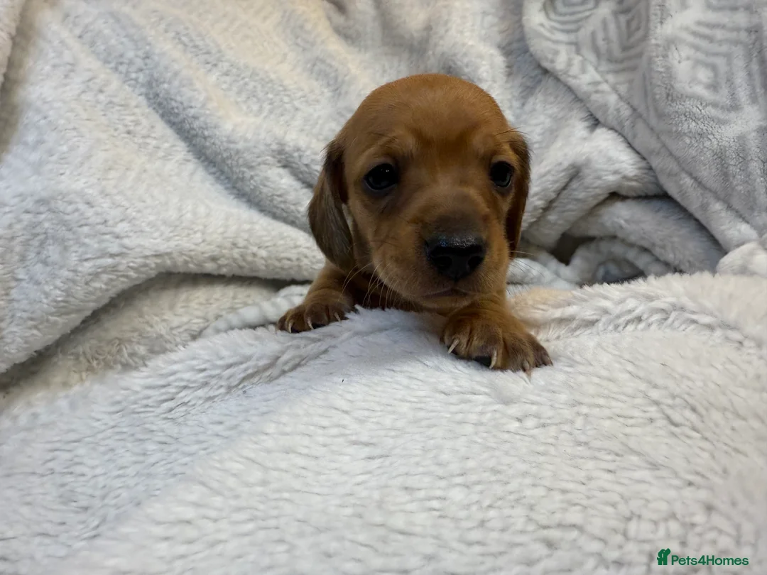 Miniature Dachshund dogs for sale: Miniature Smooth Dacshund  - Advert 7