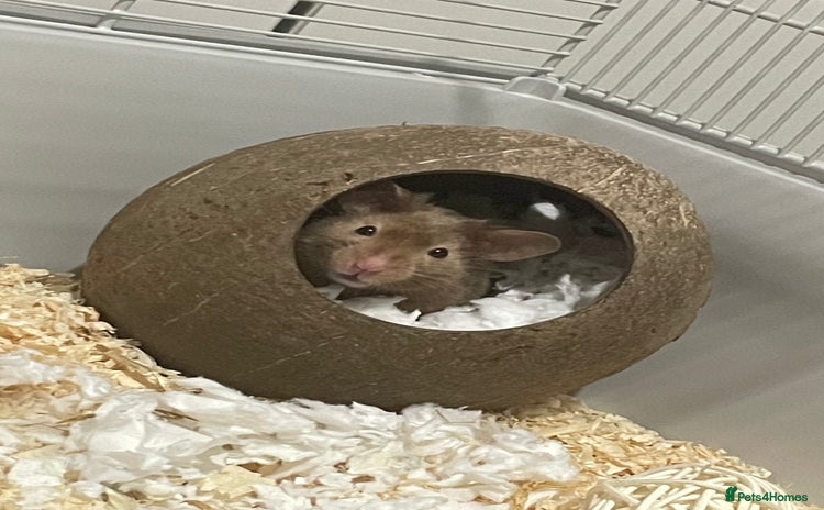 Hamster rodents - Advert 6