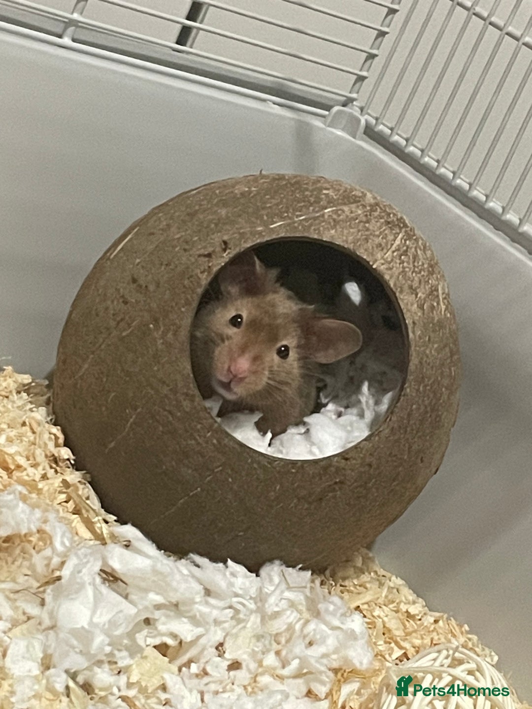 Hamster rodents for sale: Male Syrian hamster (Gus Gus)  - Image 1