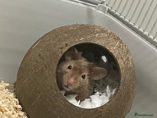 Hamster rodents - Advert 21