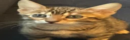 Bengal cats for sale: Bengal kittens - Advert 6
