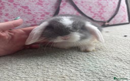 Mini Lop rabbits for sale: Pure bred Mini Lops - Image 8