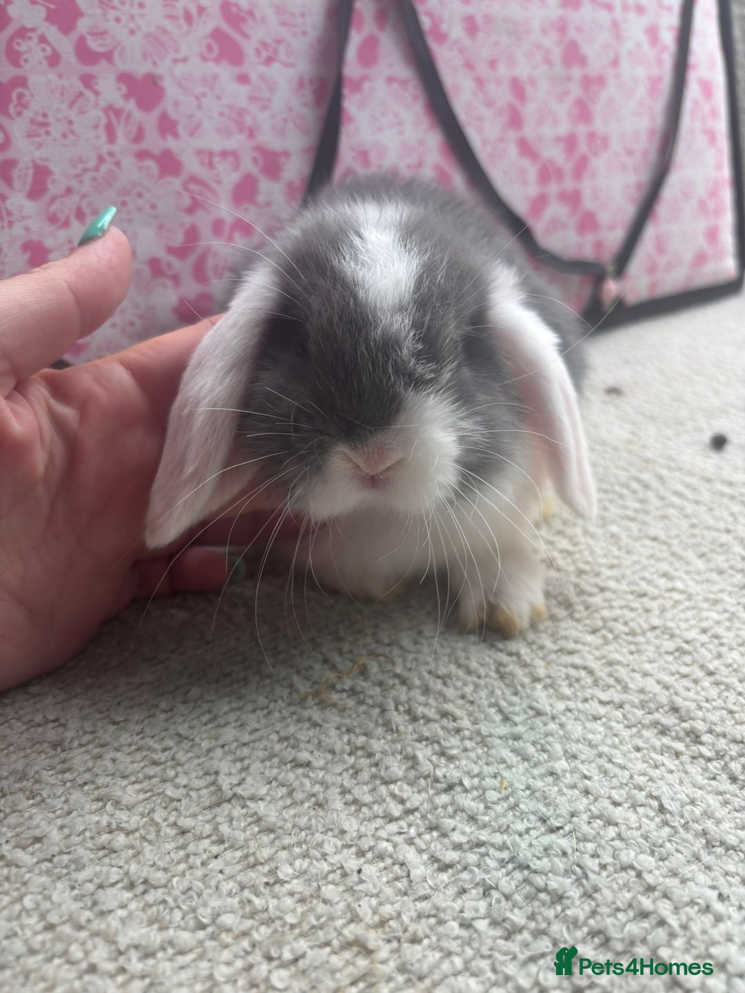 Mini Lop rabbits for sale: Pure bred Mini Lops - Image 8