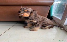 Cocker Spaniel dogs for sale: Kc Reg Pure bred show (Health Tested) - Image 4