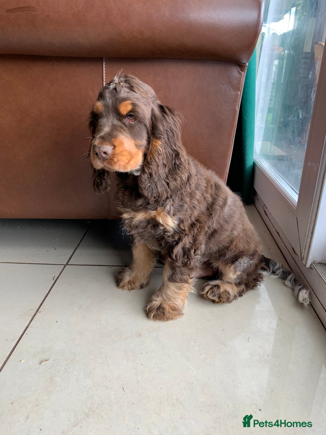 Cocker Spaniel dogs for sale: Kc Reg Pure bred show (Health Tested) - Image 4