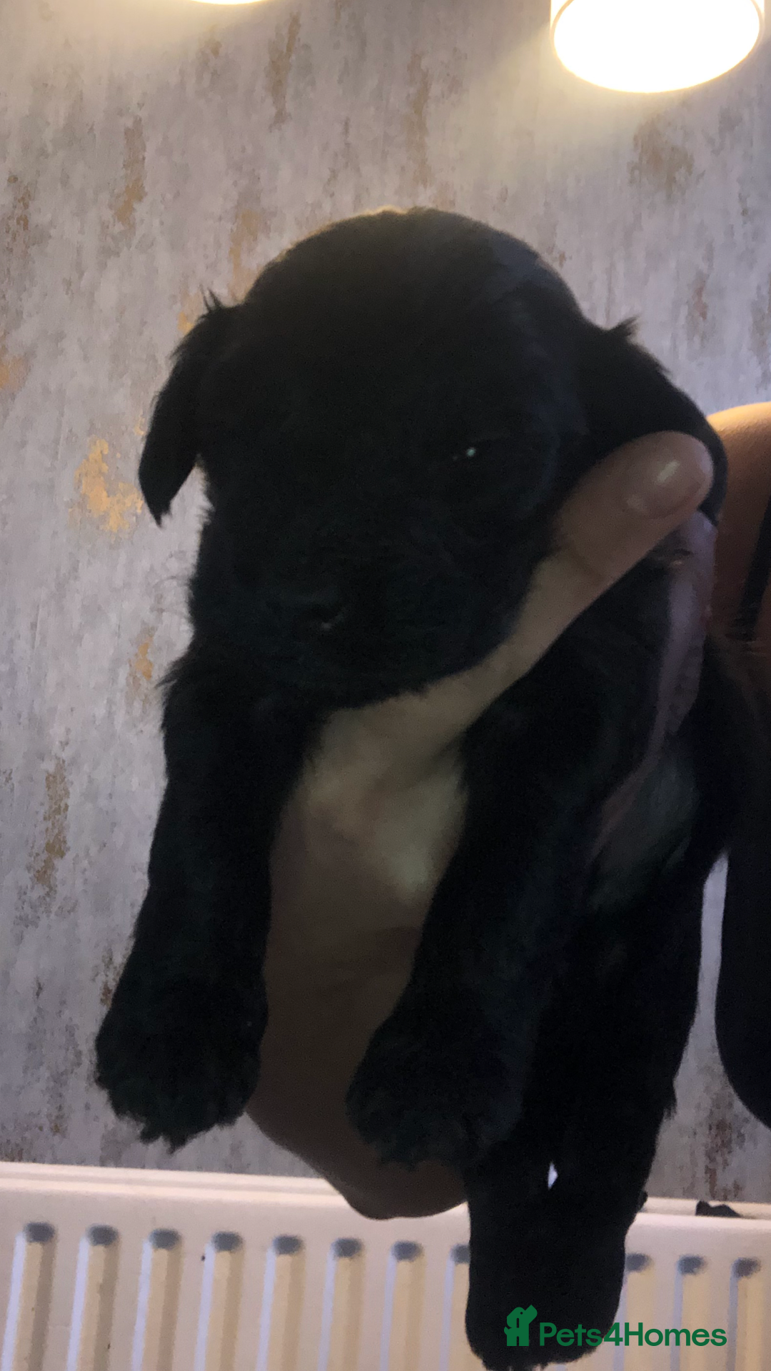 Cockapoo dogs for sale: Cockerpoo  - Image 13