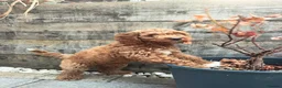 Cavapoo dogs for sale: Retuned home to us  - Advert 5