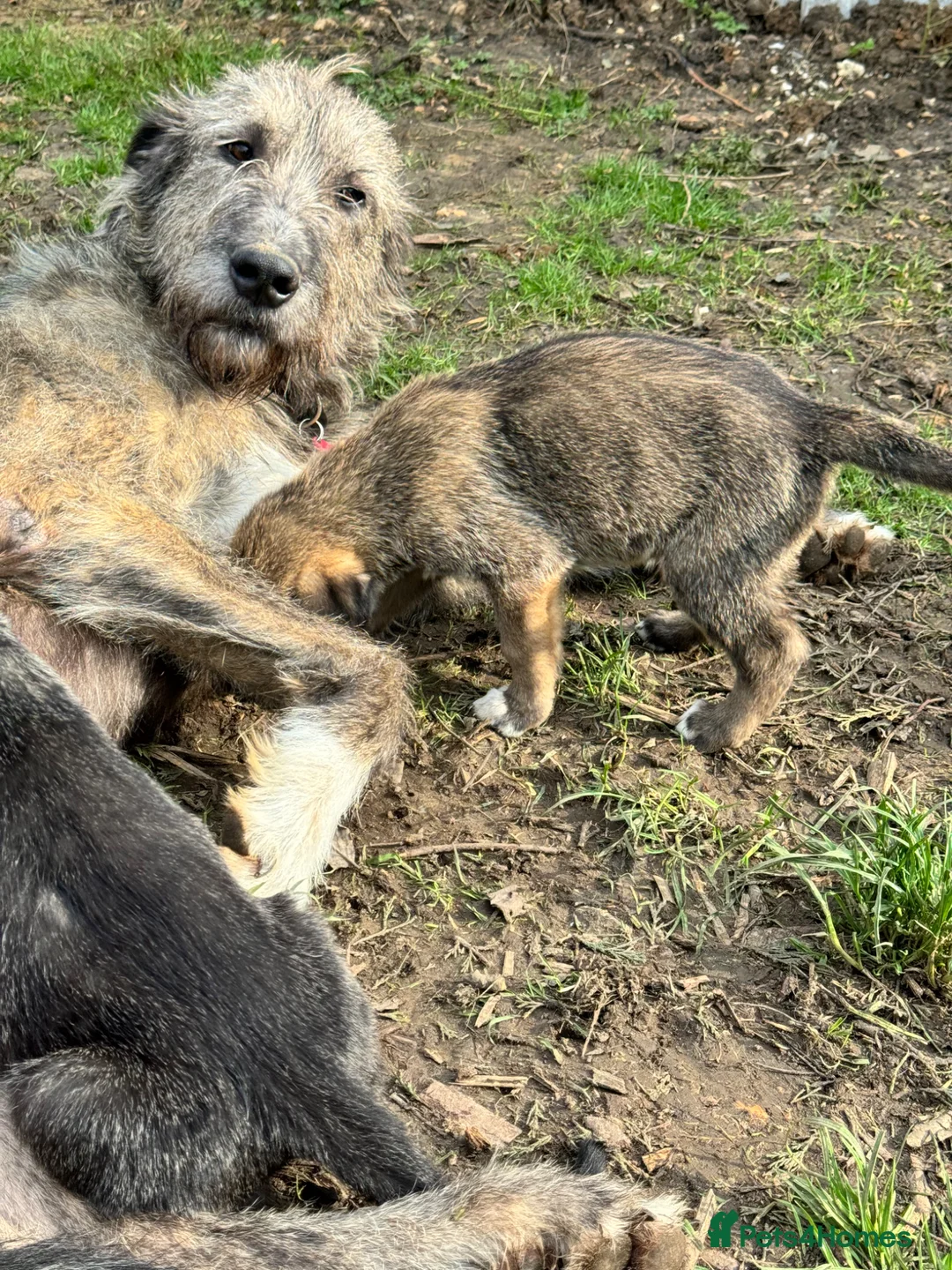 Irish Wolfhound dogs for sale: KC IRISH WOLFHOUND 2yo Male - Advert 2