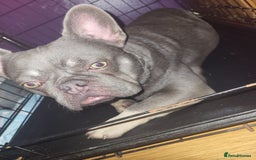 French Bulldog dogs for sale: Lilac and tan isabella fluffy carrier male  - Advert 6