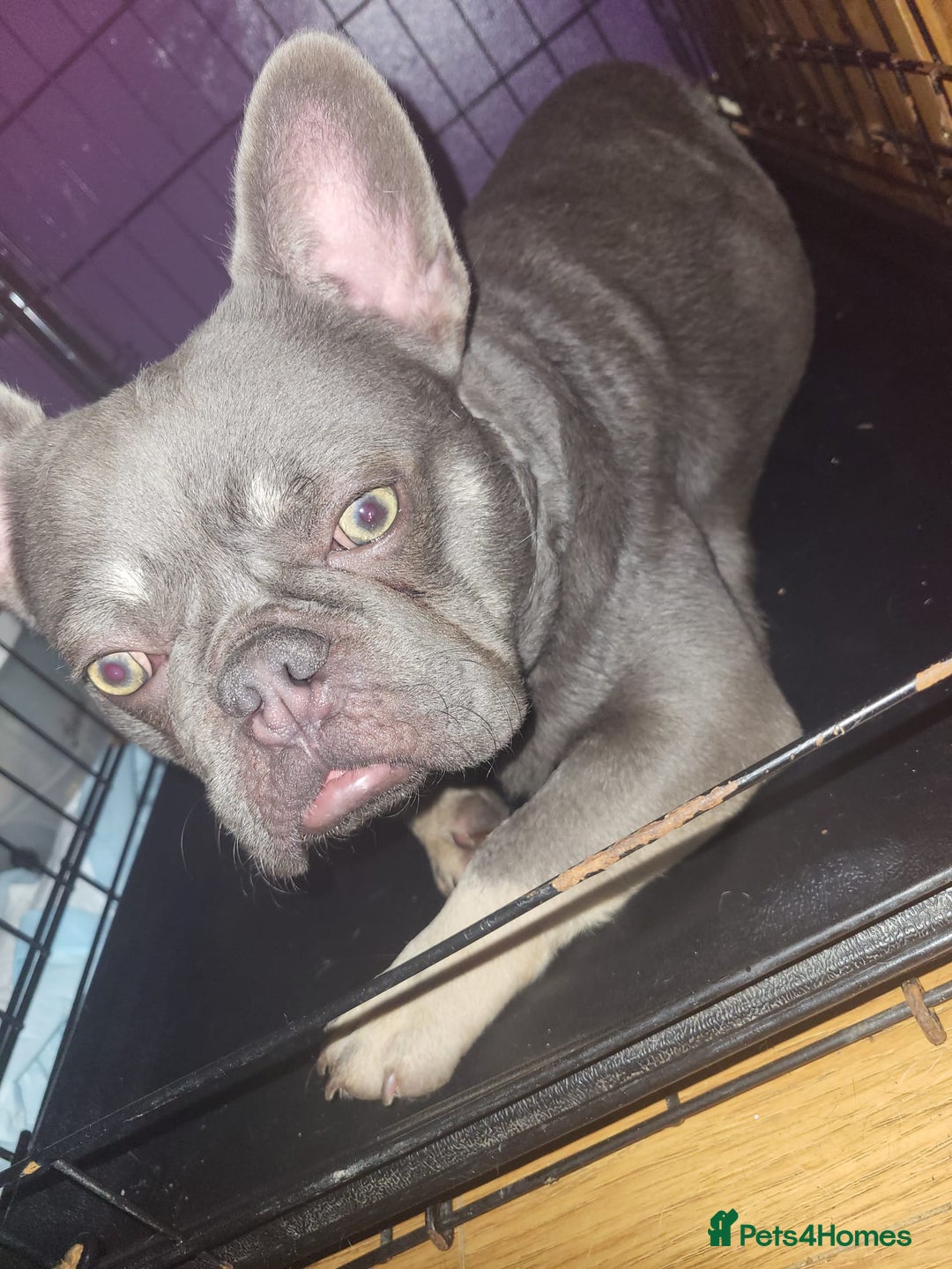 French Bulldog dogs for sale: Lilac and tan isabella fluffy carrier male  - Advert 6
