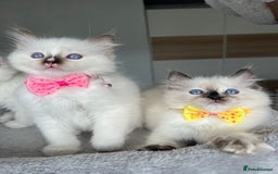 Ragdoll cats for sale: Registered Ragdoll kittens LAST GIRL HCM/PKD clear - Image 8