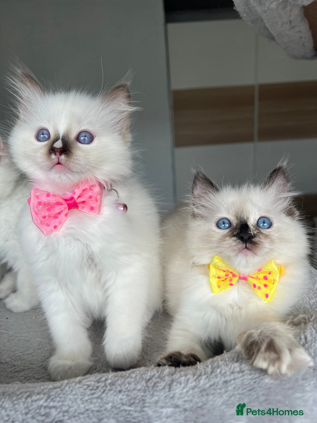 Ragdoll cats for sale: Registered Ragdoll kittens LAST GIRL HCM/PKD clear - Image 8