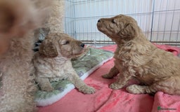 Labradoodle dogs for sale: Stunning F1B mini labradoodles *1 girl, 1 boy* - Image 7