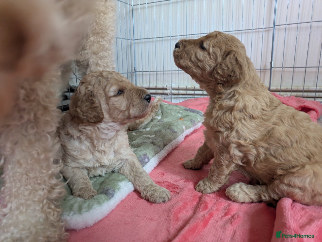 Labradoodle dogs for sale: Stunning F1B mini labradoodles *1 girl, 1 boy* - Image 7