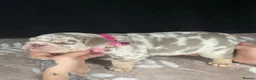 English Bulldog dogs for sale: Stunning litter of English Bulldog puppies in Crawley - Advert 10