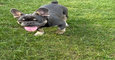 French Bulldog dogs - Advert 5