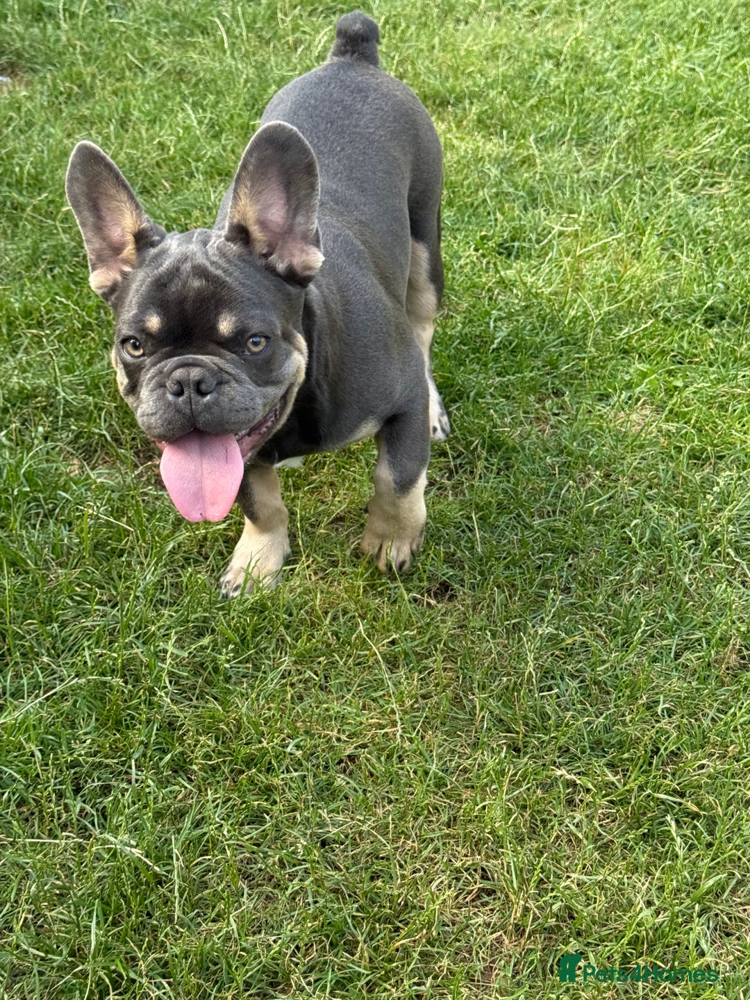 French Bulldog dogs for sale: French Bulldog male looking for his forever home  - Image 2