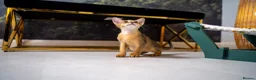 Abyssinian cats for sale: Caspian Boy - elegant, unique champion line🥇 - Advert 20