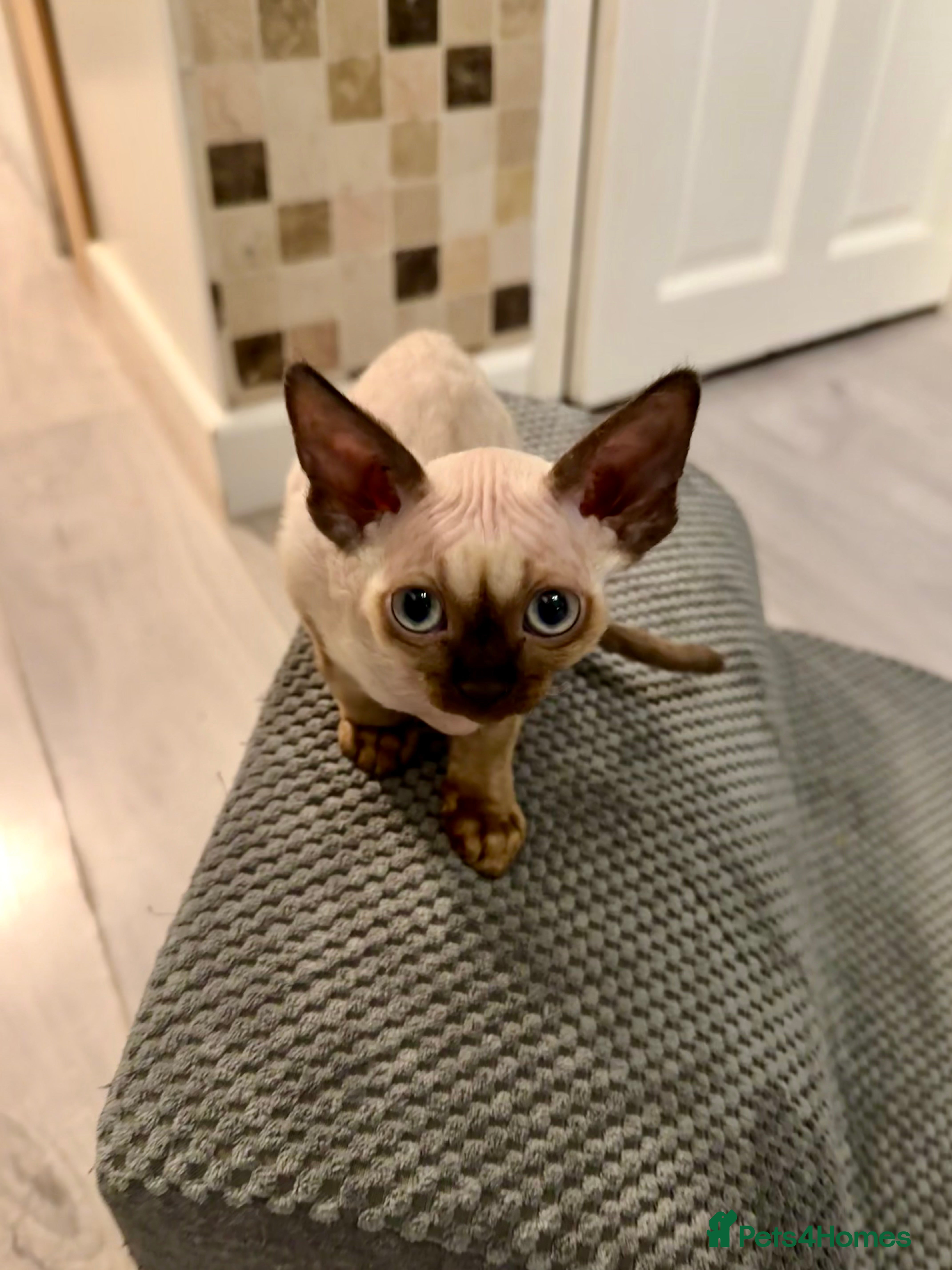 Devon Rex cats 😍😍😍 2 girls left registered GCCF😍😍😍 - Advert 2