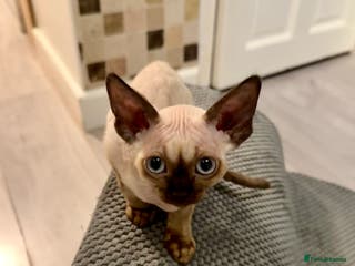 Devon Rex cats 😍😍😍 2 girls left registered GCCF😍😍😍 - Advert 17
