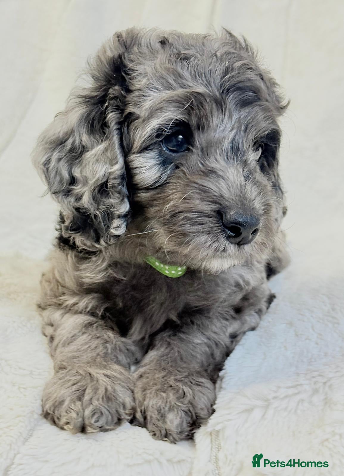 Cockapoo dogs F1b Miniature Cockapoo Pups Fully Health Tested - Advert 2