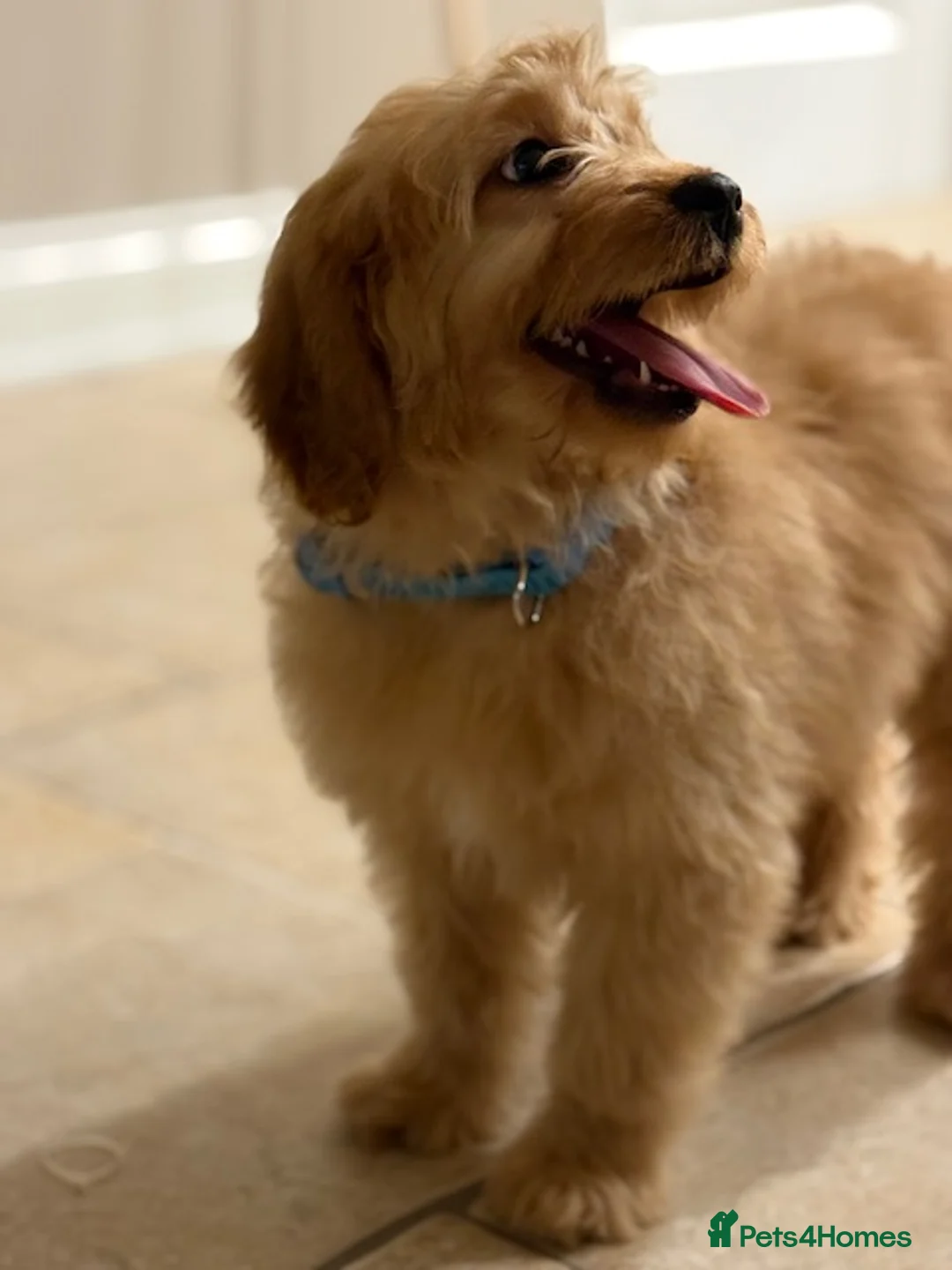 Cavapoo dogs for sale: Roll the cavapoo - Advert 12