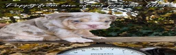 English Bulldog dogs for sale: Last female lilacs English Bulldog  - Advert 2
