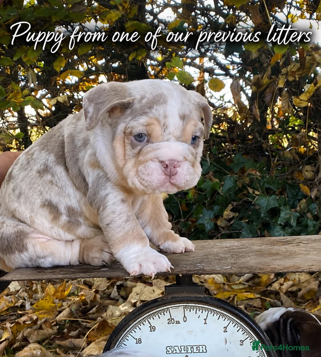 English Bulldog dogs for sale: Last female lilacs English Bulldog  - Advert 2