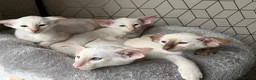 Siamese cats for sale: Red point Siamese kitten gccf registered  - Advert 4