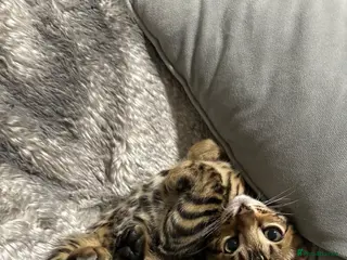 Bengal cats Beautiful little Bengal girl 🤎 - Advert 4