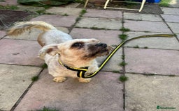 Shih Tzu dogs for adoption: Arlo - Fakenham Norfolk  - Image 2
